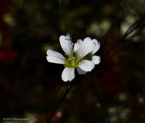 {Mononeuria glabra}